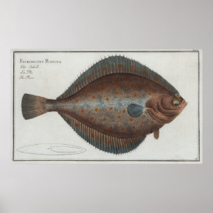 Poster Illustration vintage d'un poisson à plie (1785)