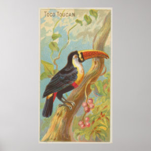Poster Illustration vintage d'un Toucan (1889)
