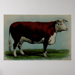 Poster Illustration vintage d'une vache à Hereford