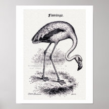 Illustration Vintage "Flamant rose"
