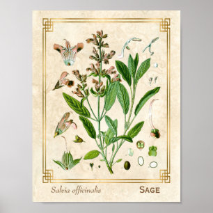Poster Illustration Vintage Herbe Plante Sage Botanical A