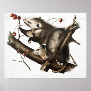 Poster Illustration vintage Opossum