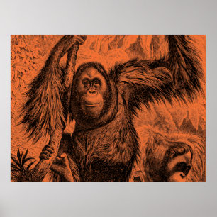 Poster Illustration vintage Orange Orangutan - Singe