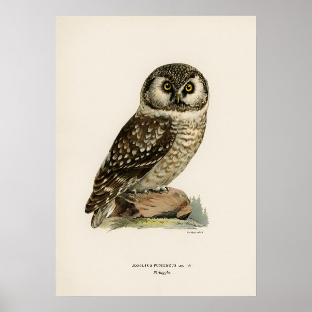 Poster Illustration vintage Owl (Devant)