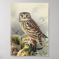 Illustration vintage Owl