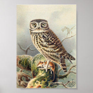 Poster Illustration vintage Owl