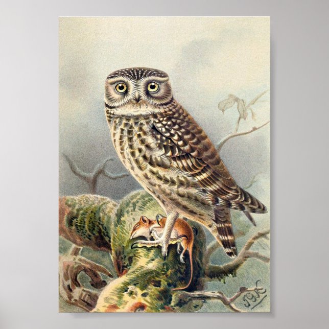 Poster Illustration vintage Owl (Devant)