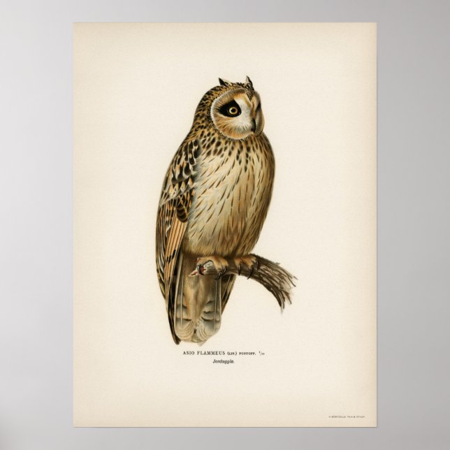 Poster Illustration vintage Owl (Devant)