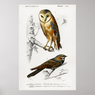 Poster Illustration vintage Owl