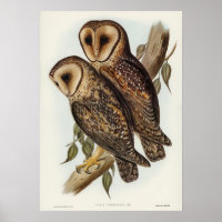 Illustration vintage Owl