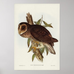 Poster Illustration vintage Owl