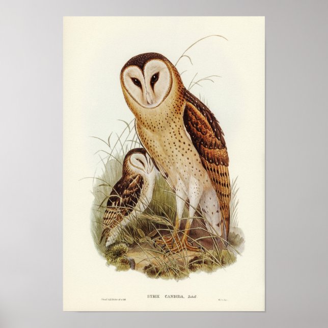 Poster Illustration vintage Owl (Devant)