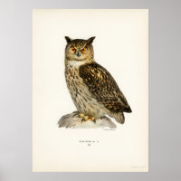 Illustration vintage Owl