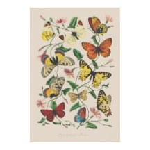 Illustration vintage papillons art mur