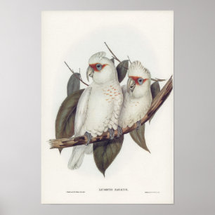 Poster Illustration vintage peintures murales d'oiseaux d