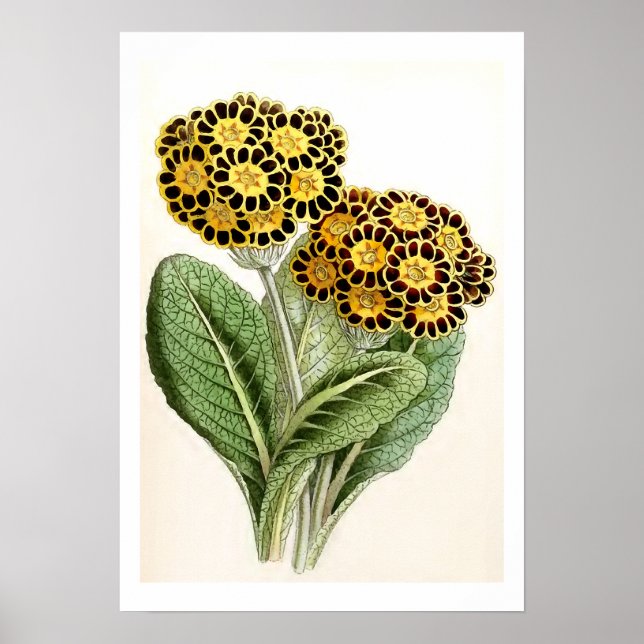 Poster Illustration Vintage "Polyanthus" (Devant)