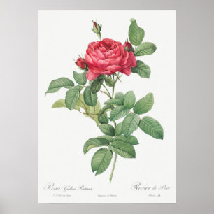 Poster Illustration Vintage Rose