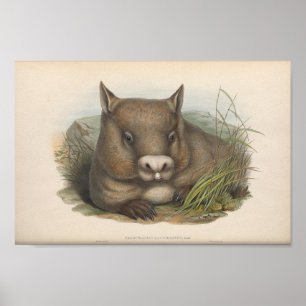 Poster Illustration vintage Wombat