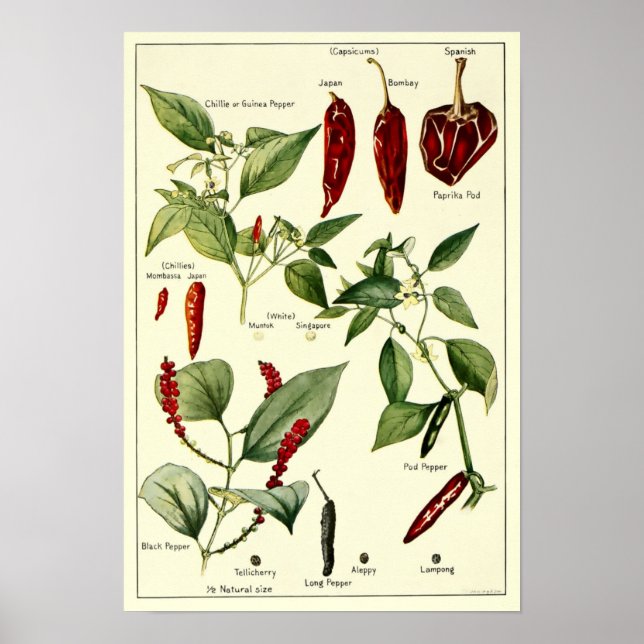 Poster Illustrations botaniques vintage Chili Peppers (Devant)
