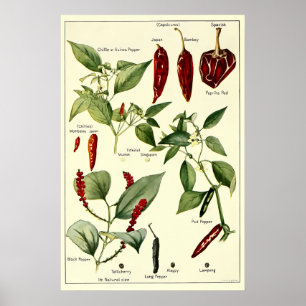 Poster Illustrations botaniques vintage Chili Peppers