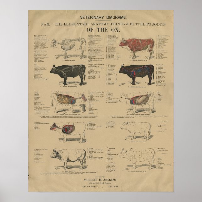 Poster Illustrations de l'anatomie de la vache bovine vét (Devant)