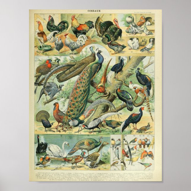 Poster Illustrations des oiseaux d'Adolphe Millot (Devant)