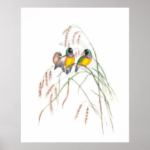 Illustrations Vintages d'Oiseaux de Gouldian Finch