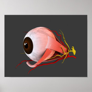 Poster Image Conceptuelle De L'Anatomie Des Yeux Humains