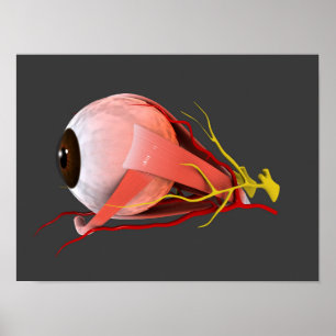 Poster Image Conceptuelle De L'Anatomie Des Yeux Humains 