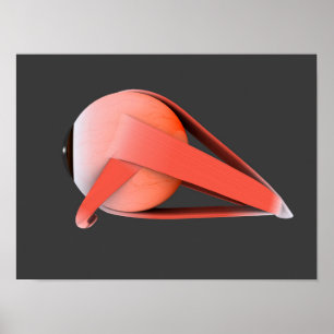 Poster Image Conceptuelle De L'Anatomie Des Yeux Humains