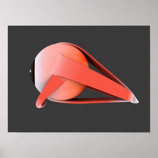 Poster Image Conceptuelle De L'Anatomie Des Yeux Humains  (Devant)