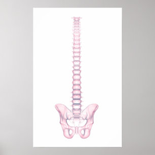 Poster Image conceptuelle de l'épine dorsale humaine 2