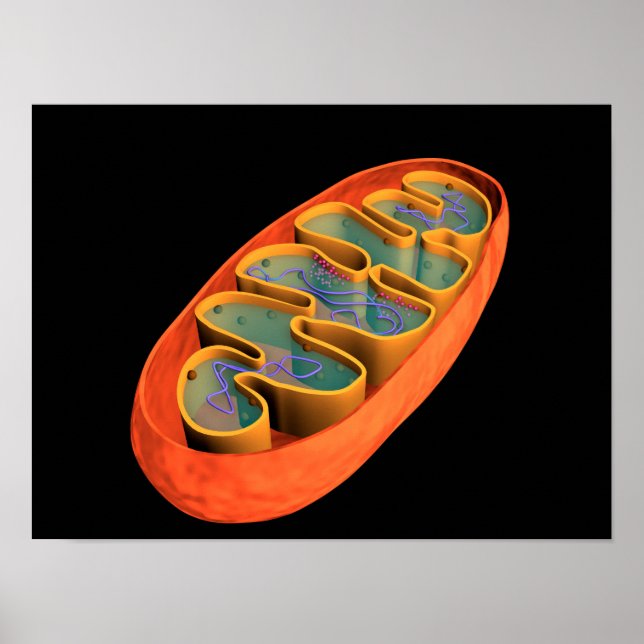 Poster Image Conceptuelle De Mitochondria 3 (Devant)