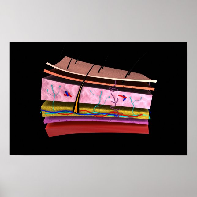 Poster Image Conceptuelle Des Couches De La Peau Humaine  (Devant)
