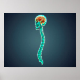 Poster Image Conceptuelle Du Cerveau, Du Crâne Et De La S