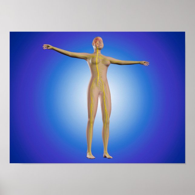 Poster Image Conceptuelle Du Système Nerveux Féminin (Devant)