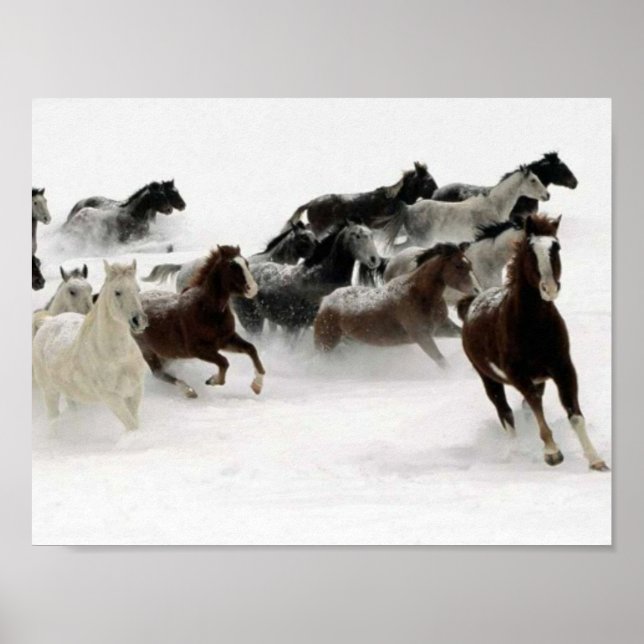 Poster Image de chevaux (Devant)