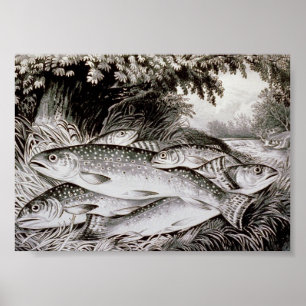 Poster Image de cru de pêche de truite