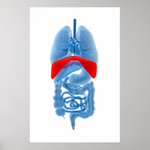 Poster Image de rayon X des organes internes avec le