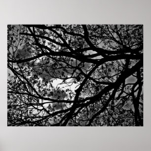 Poster Image des branches d'arbre