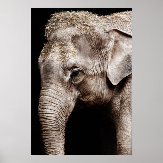 Poster Image Elephant (Devant)
