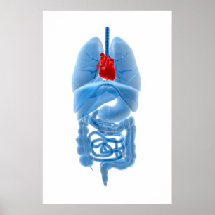 Poster Image En Rayon X D'Organes Internes Avec Coeur