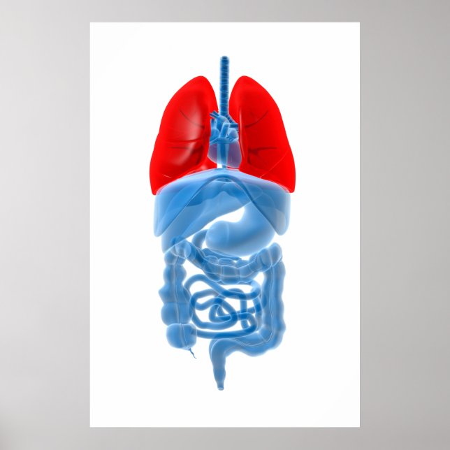 Poster Image En Rayon X D'Organes Internes Avec Poumons (Devant)