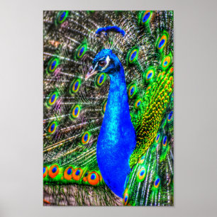 Poster Image Peacock
