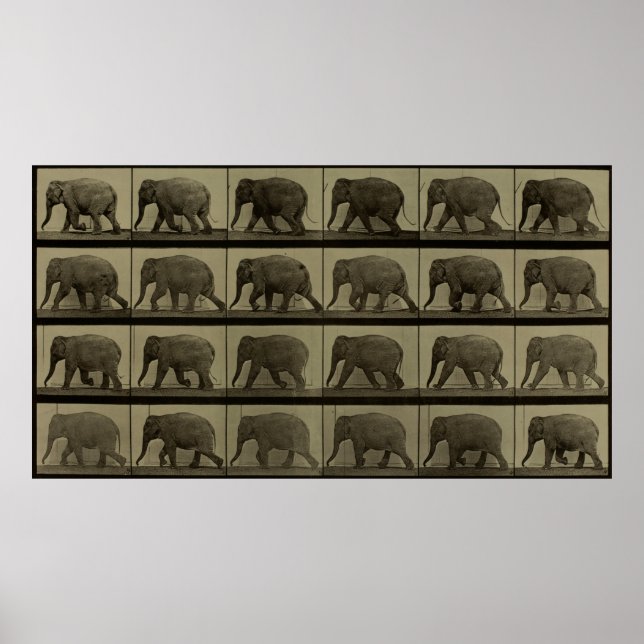 Poster Images consécutives d'un éléphant marchant Imprime (Devant)