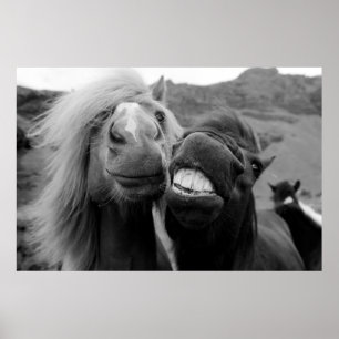 Poster Images Getty Chevaux souriants
