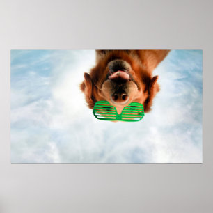 Poster Images Getty Chien avec lunettes