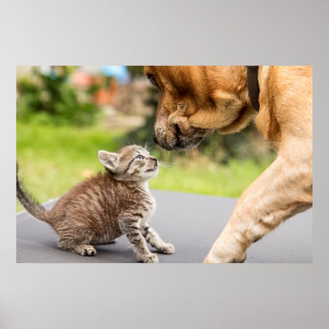 Poster Images Getty | Chien et chat en amour (Devant)