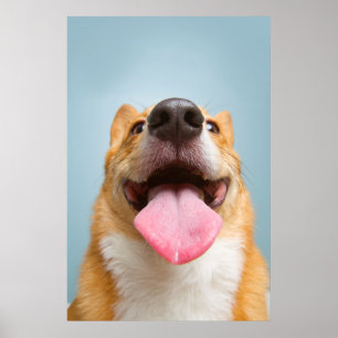 Poster Images Getty   Corgi très heureux