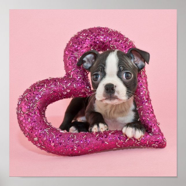 Poster Images Getty | Puppy Love (Devant)